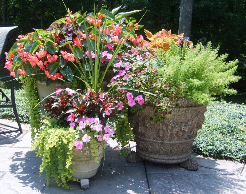 Tips for Colorful Annuals for Summer Containers