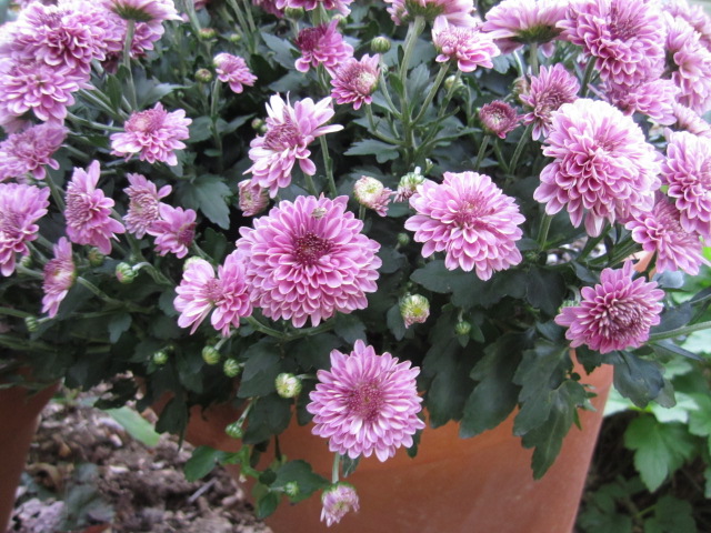 Using Mums in Fall Containers