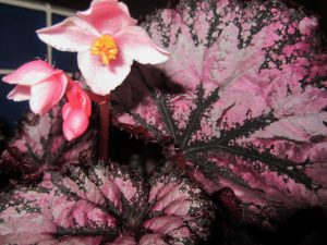 Rex Begonias for Year-Round Color