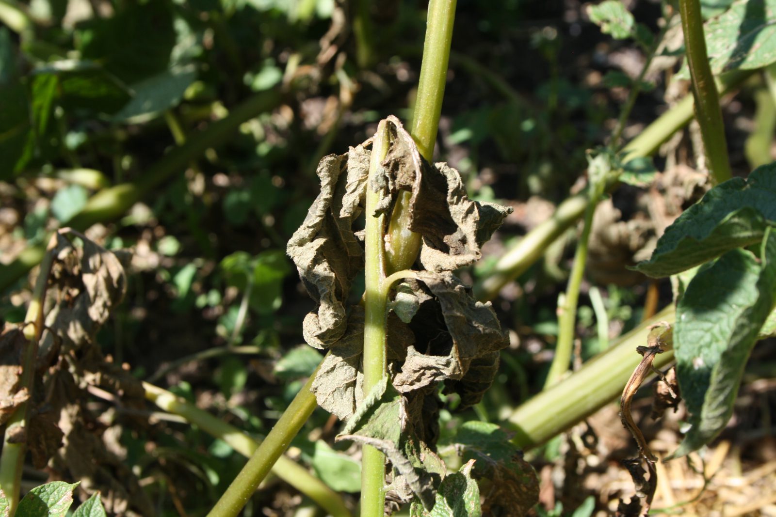 Why potatoes stop growing early