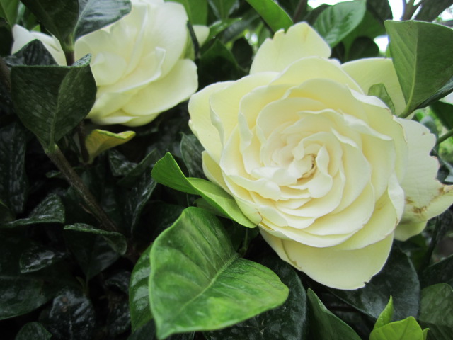 So You Want A Gardenia In Zone 6a 