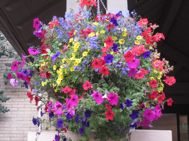 Caring for Petunias