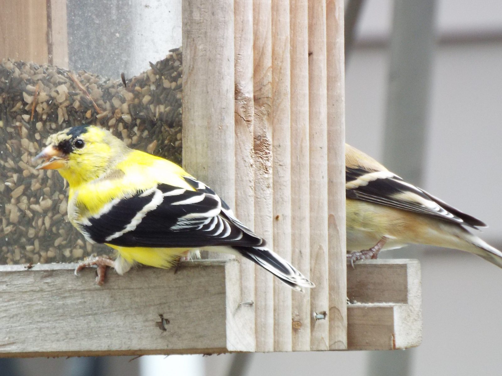 Birds Are Damaging My Chard