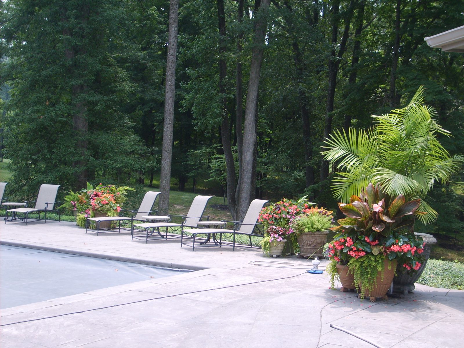 No Mess Plants For Pools And Patios - Pot Plants For Around Pool Area