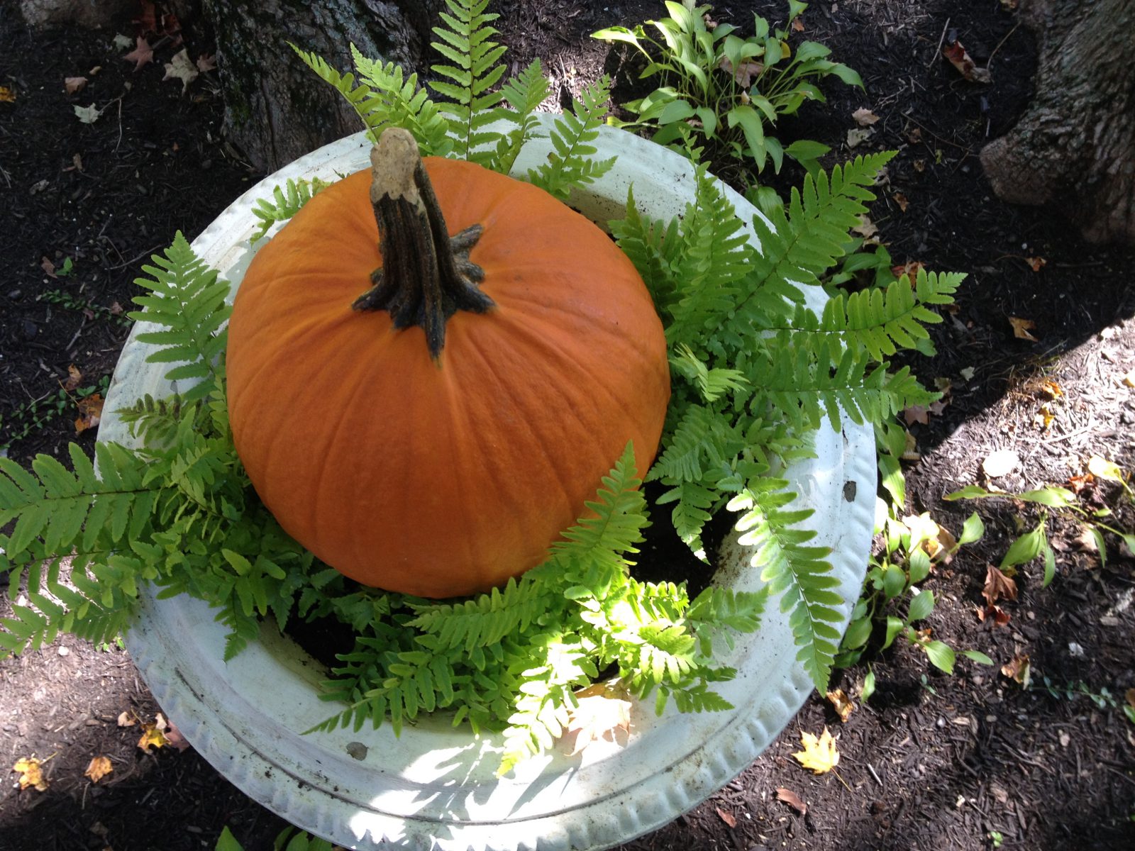 Fresh Ideas for Fall Containers