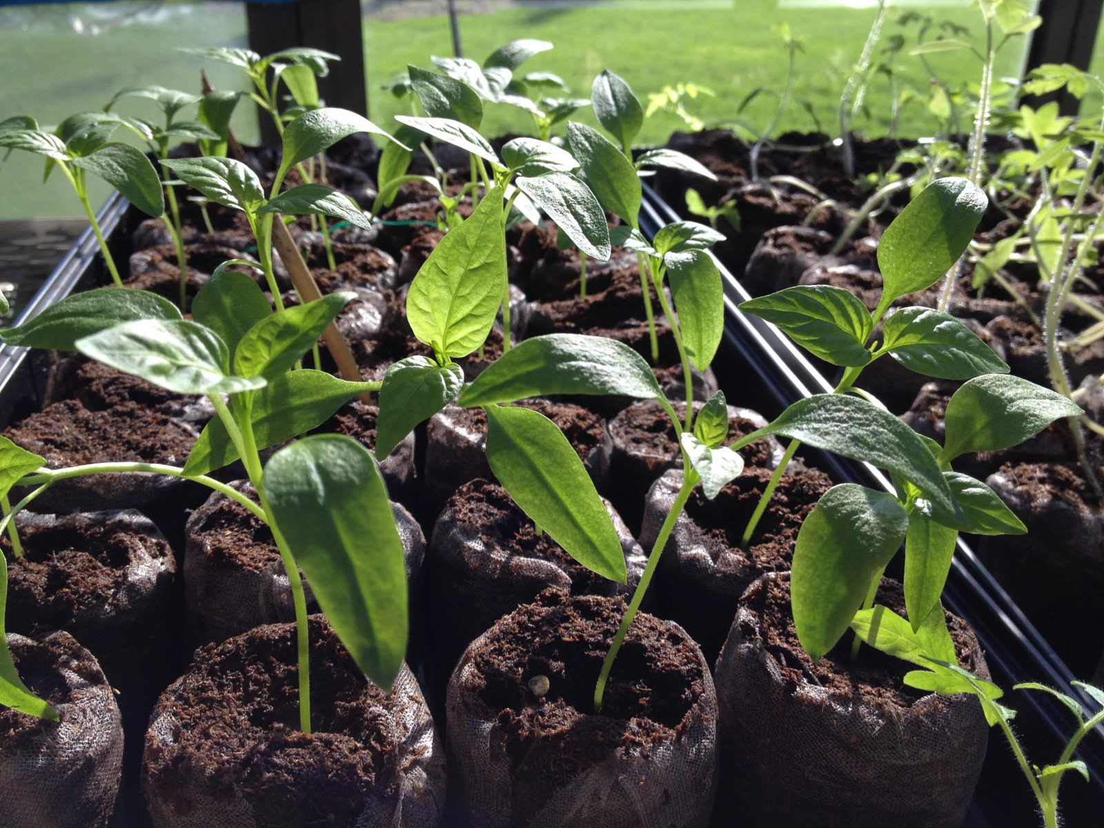 How (Not) to Start Seeds Indoors