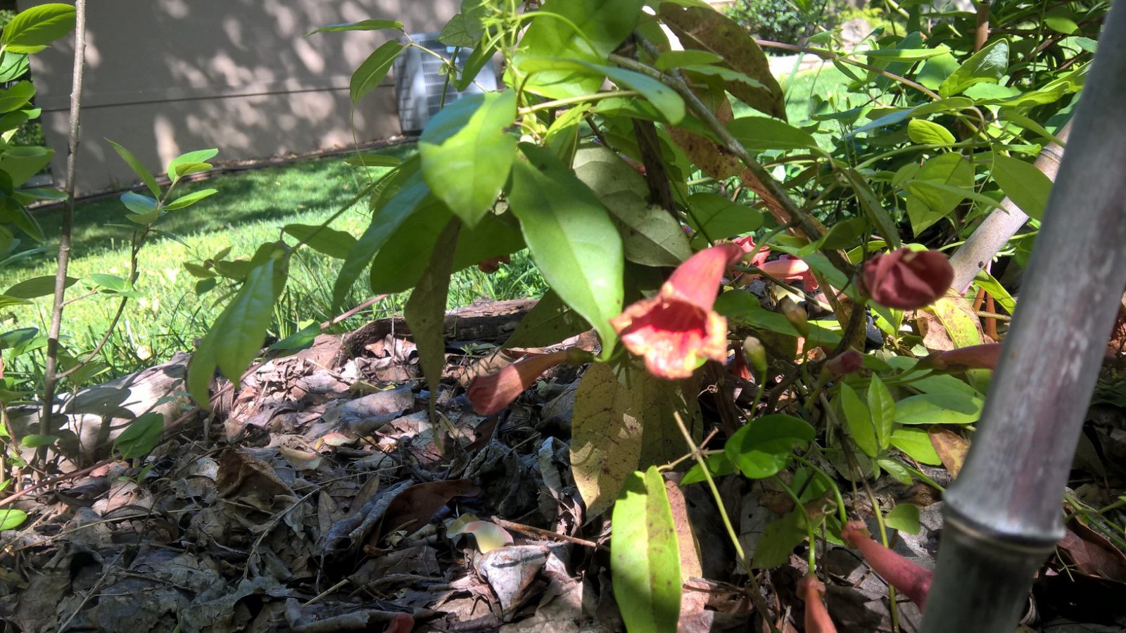 Are Trumpet Vines Really Poison Ivy