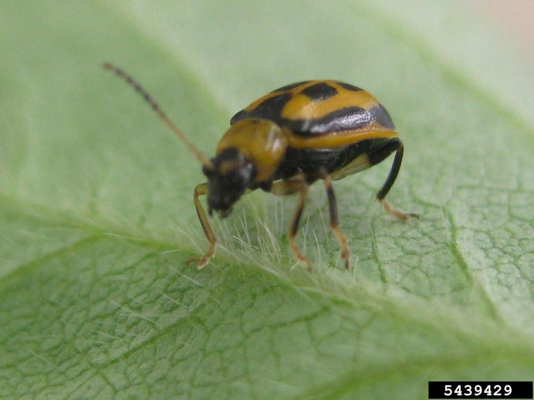 Are beetles eating your beans?