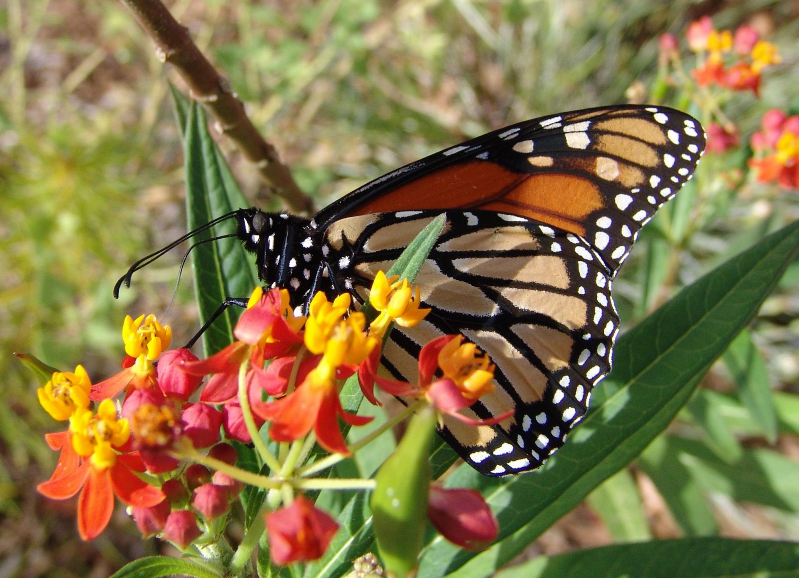 Monarchs Need Our Help