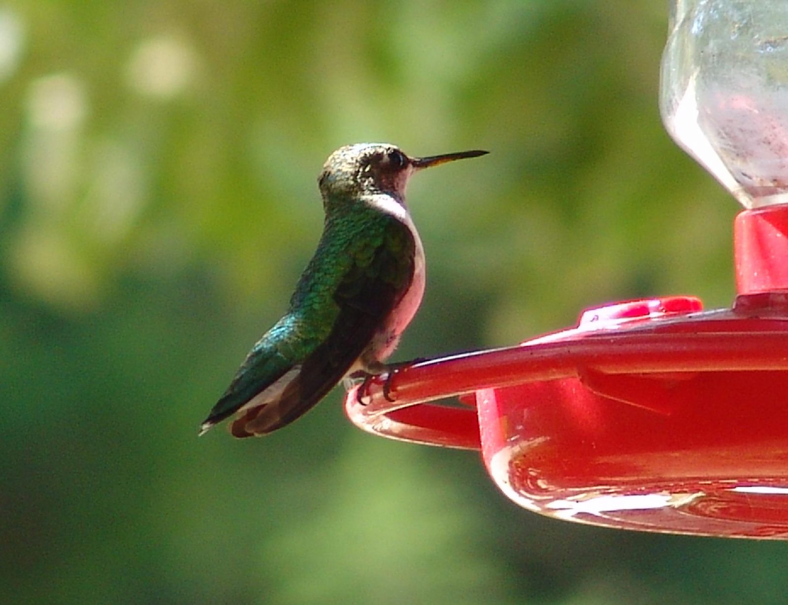 Properly maintaining hummingbird feeders