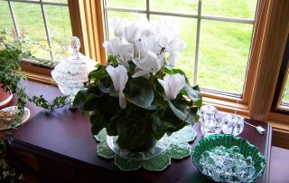 How to Grow Cyclamen Plants Indoors