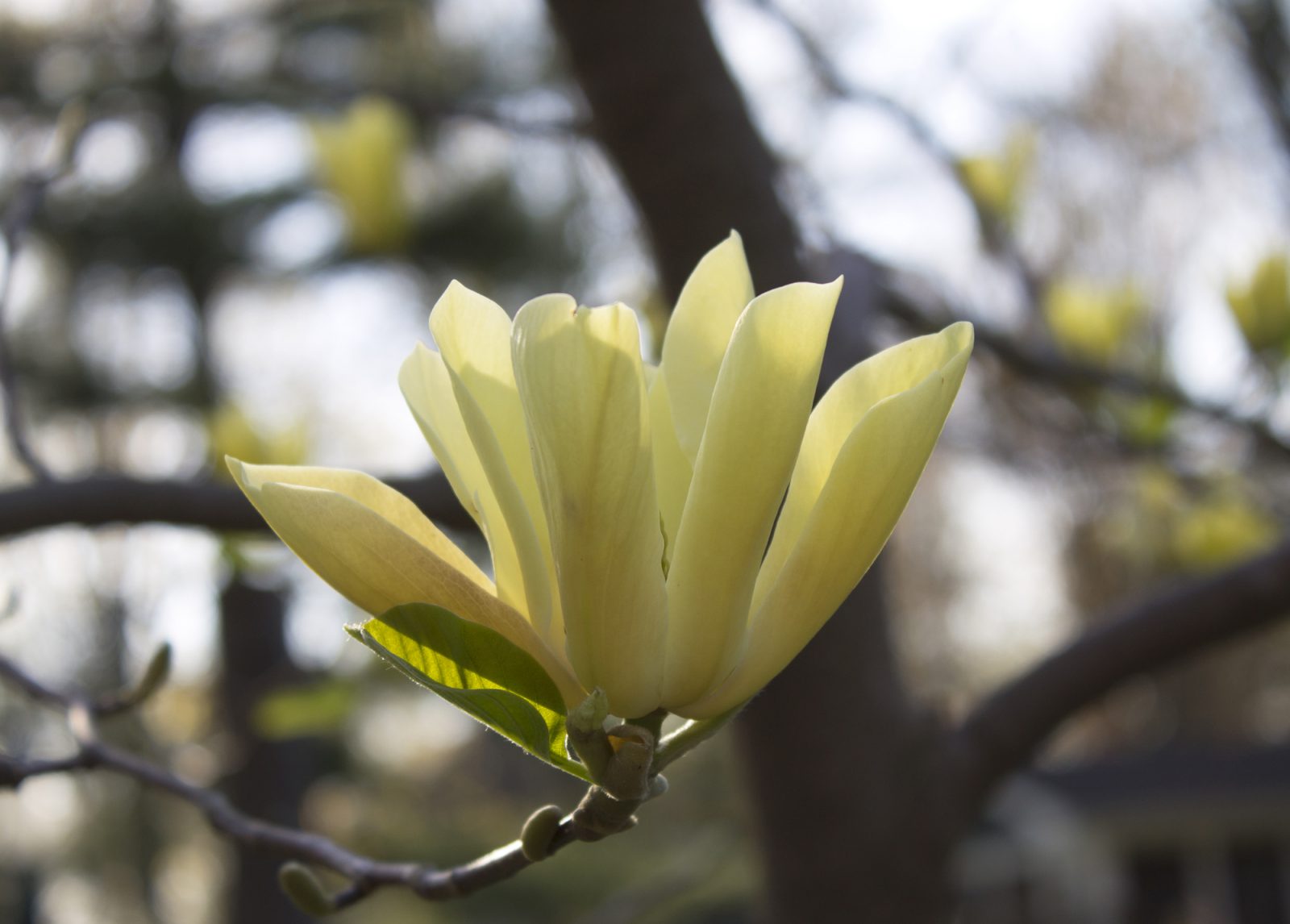 What to Have in Your Garden in April