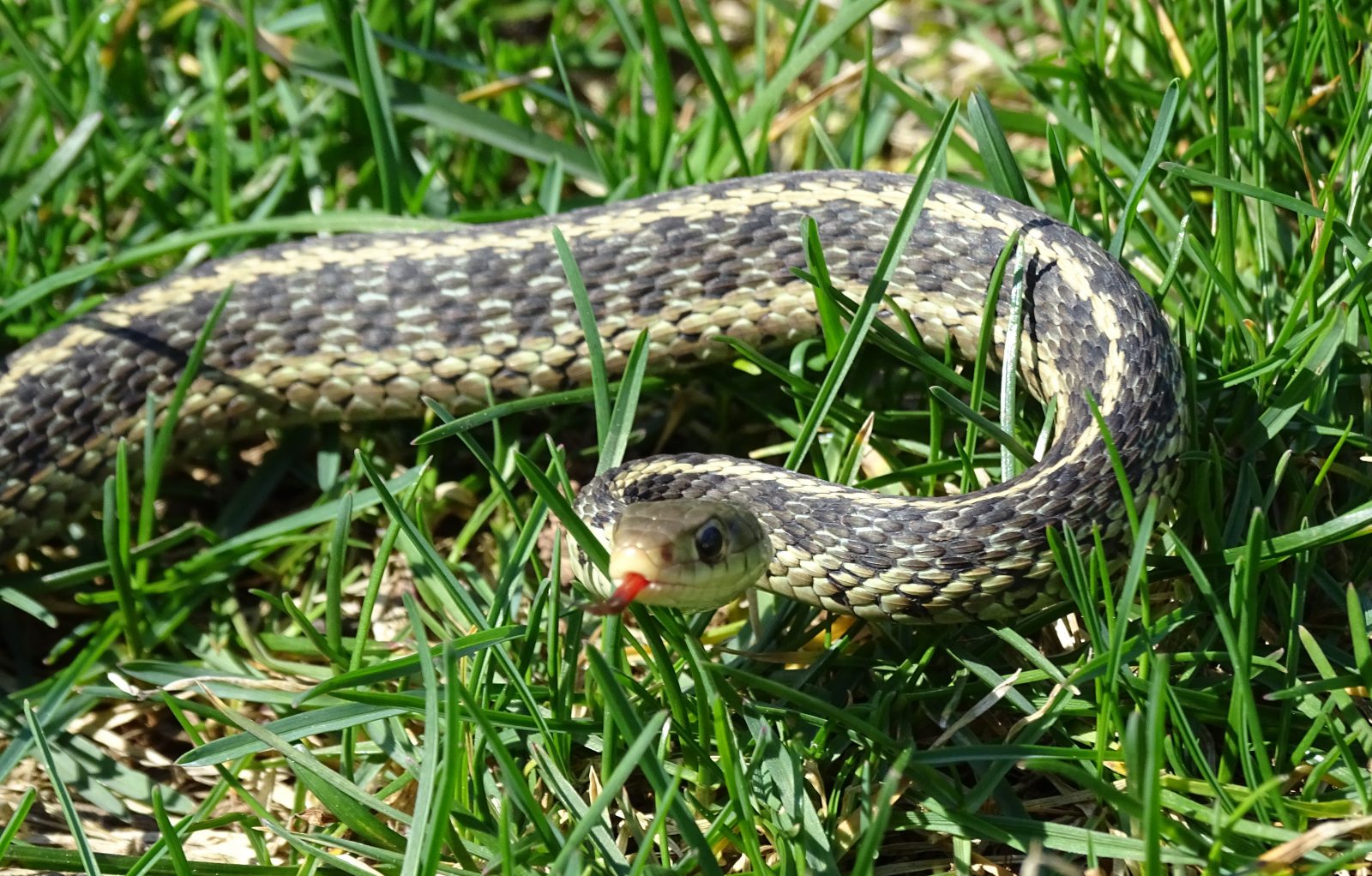 Garter Snake sticking out tongue - Planters Place