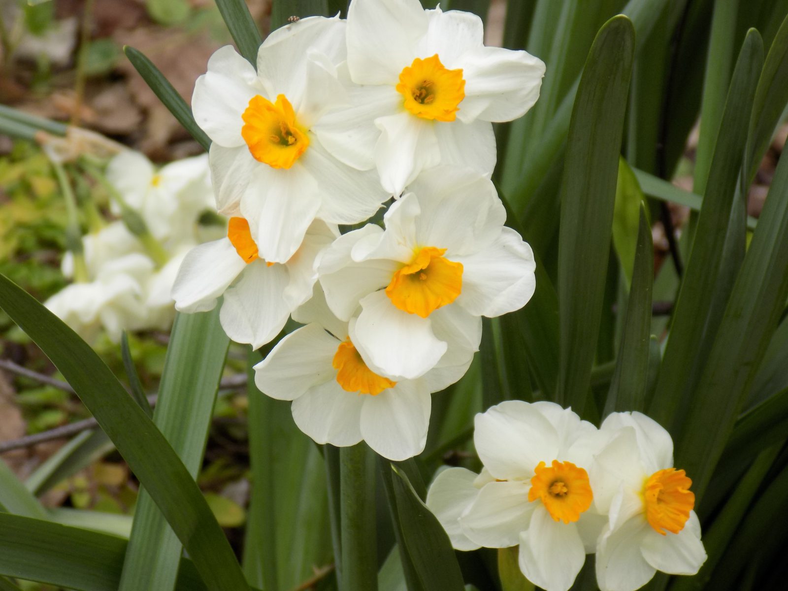 Barrett Browning Daffodils Planters Place