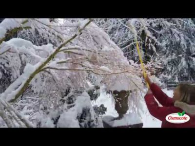 Safely Remove Snow from Trees & Other Plants