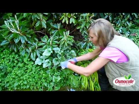 How to Prune Brunnera for a Balanced Shade Garden