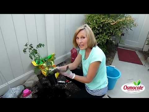 Planting New Tomato Plants for Summer