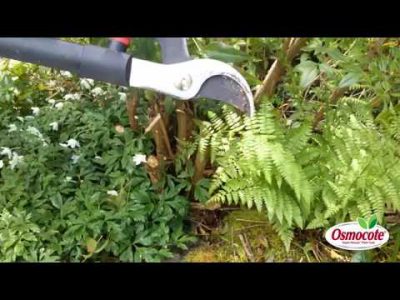 How to Prune Nandina in Early Spring