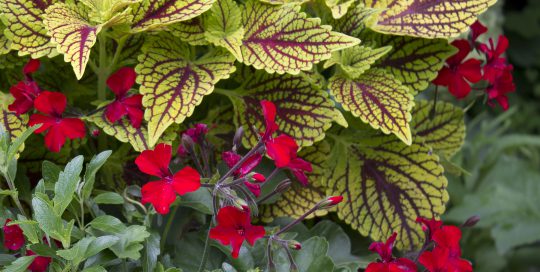 Color Your Garden with Coleus