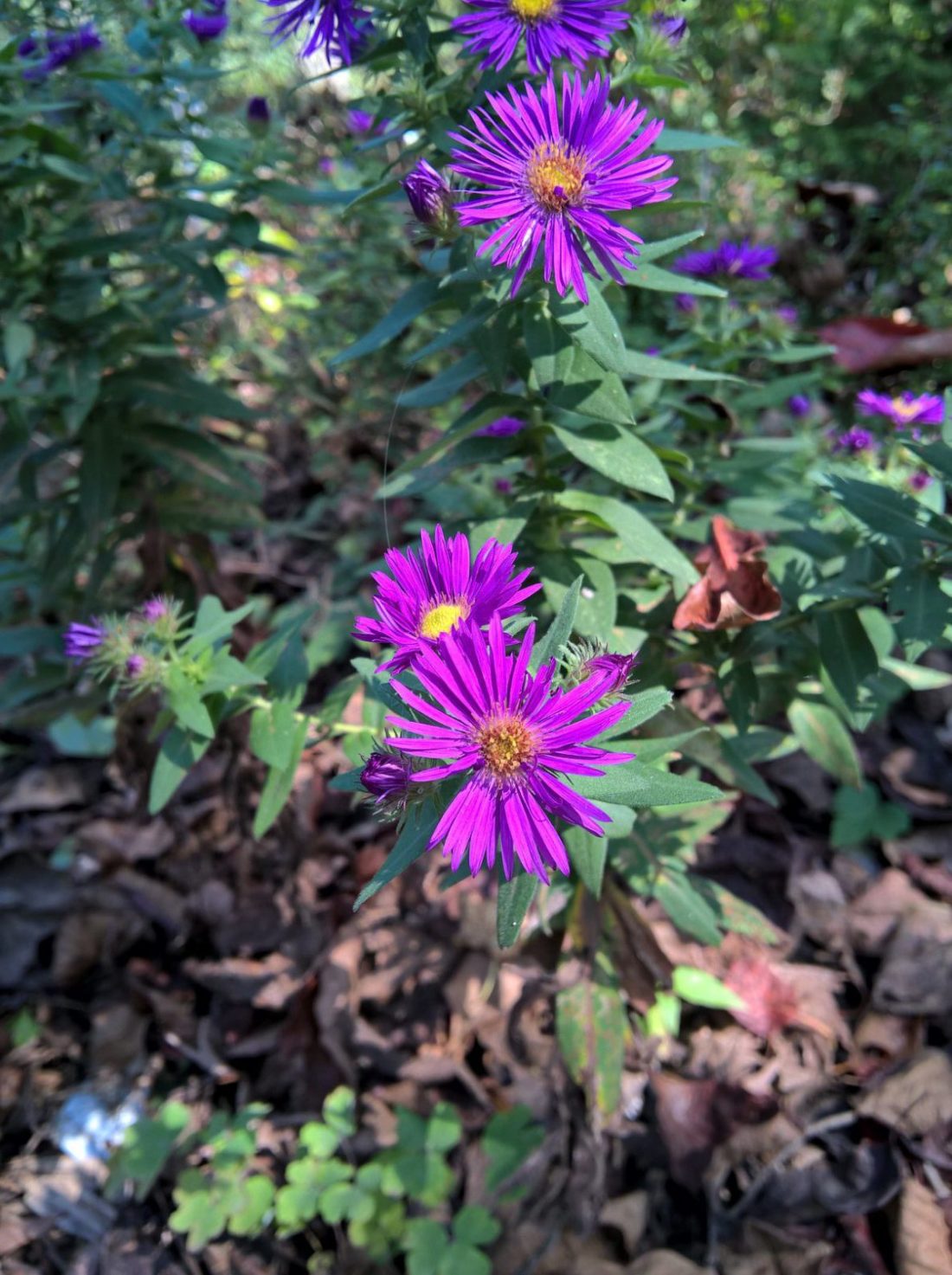 new england aster mature height