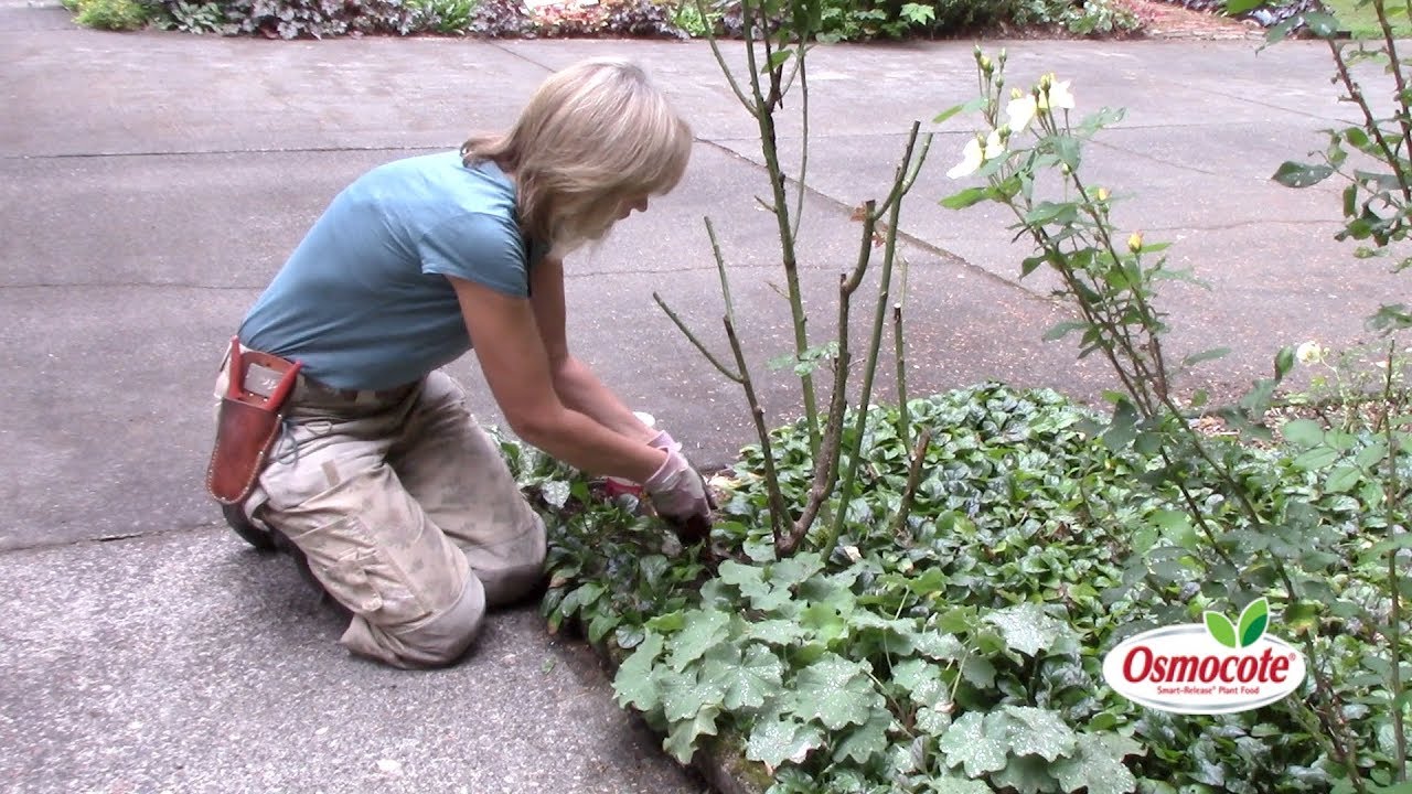 How to Fertilize Rose Plants