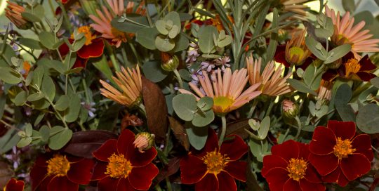 Improve a Fall Garden with a Diverse Plant Selection