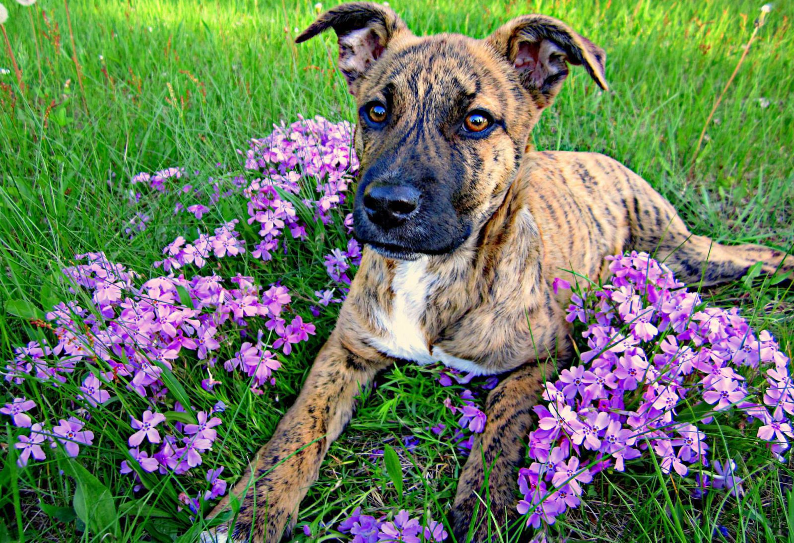 Elsa Rose & Purple Flowers - Planters Place