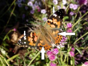Identifying Lady Butterflies in the Garden