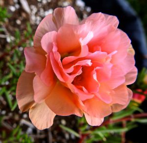moss rose