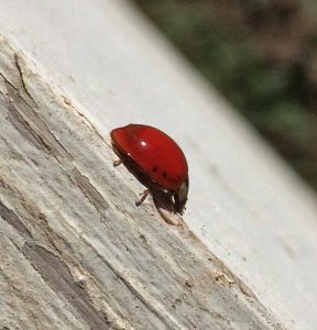 Ladybug, Ladybug, Fly Away Home - Planters Place