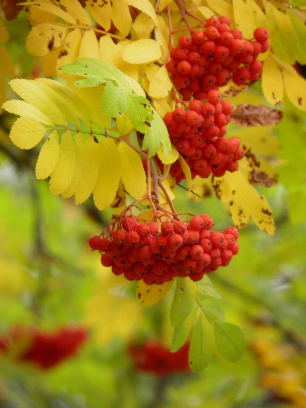 Mountain Ash Tree Berries Planters Place