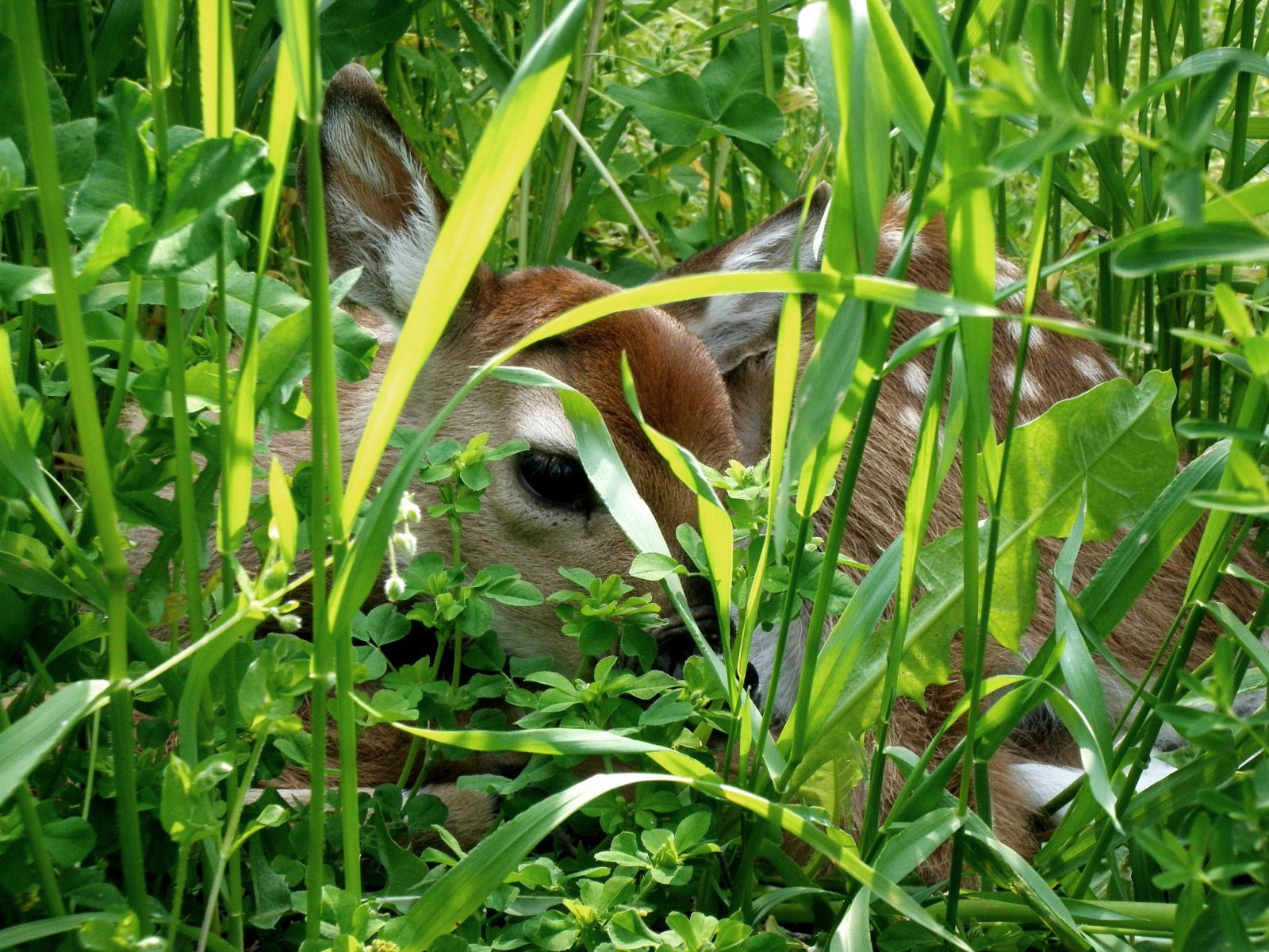 Sleeping Whitetail Fawn Planters Place 