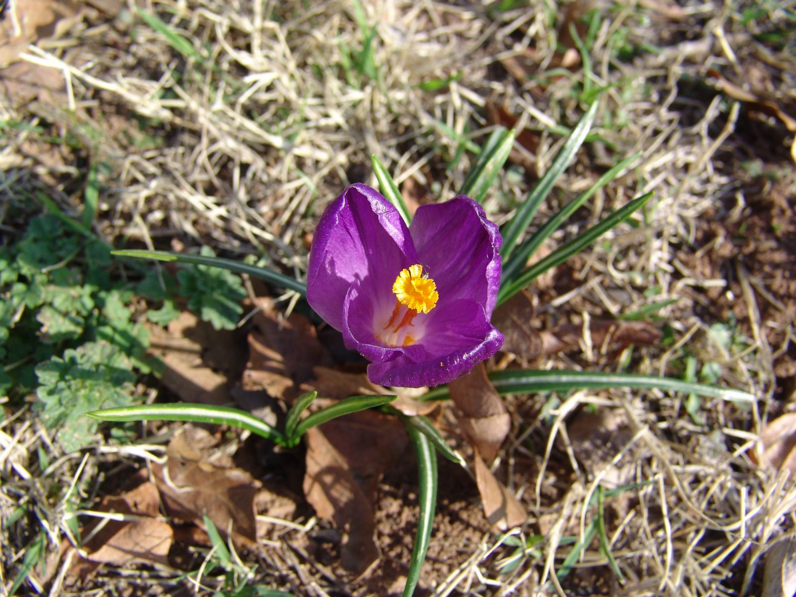 Bees and Their Favorite SpringBlooming Bulbs Planters Place