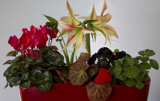 Valentine's Day Gifts from the Garden