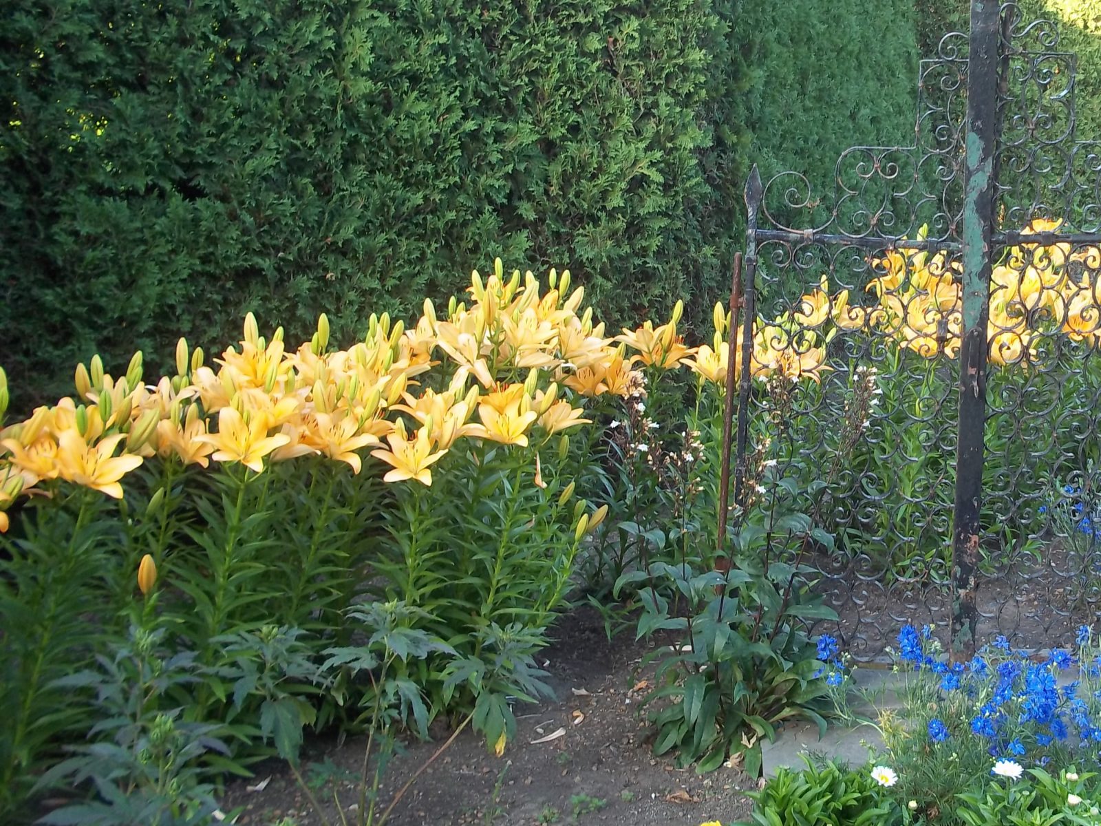 Six Bulb Choices for Spring Planting - PlantersPlace.com