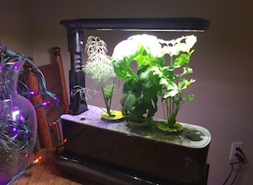 Testing The Aerogarden Sprout Led With