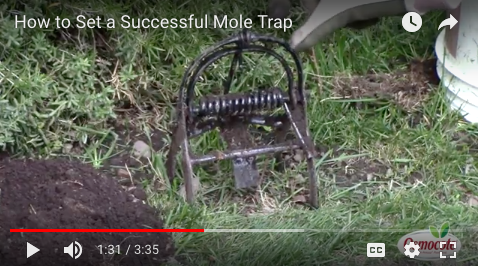How to set a successful mole trap