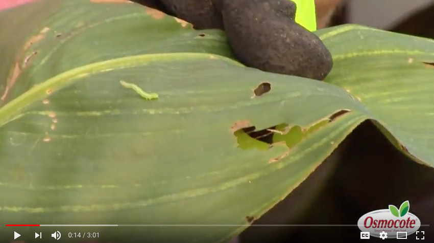 Protecting Canna from Inchworms and Slugs