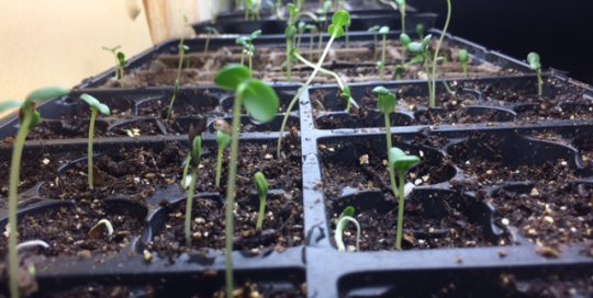 Starting Plants From Seed (The DOs and DON'Ts)