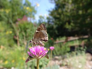 skipper