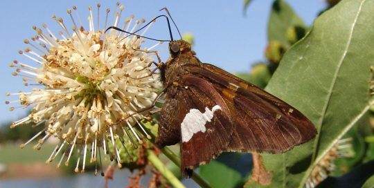 Silver spotted skipper butterfly on button bush