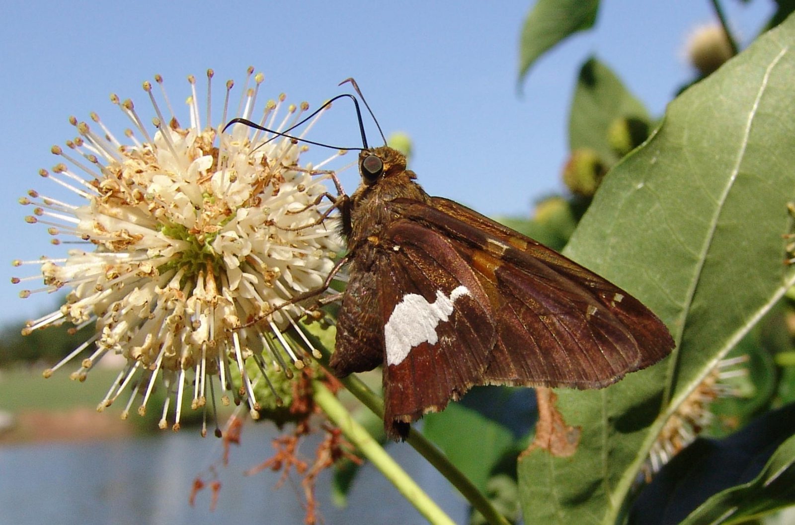 Silver spotted skipper butterfly on button bush