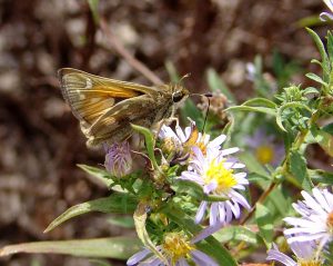 skipper