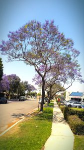 jacaranda