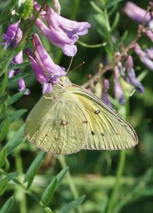 Butterfly Photography: Tips and Tricks