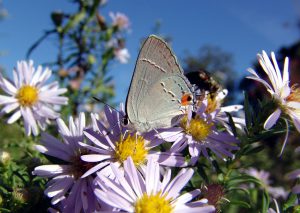 Butterfly Photography: Tips and Tricks