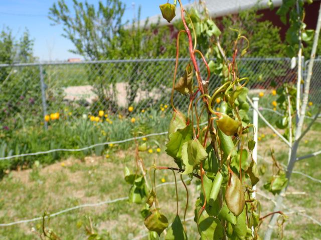 Beware of herbicide damage on your trees - Planters Place