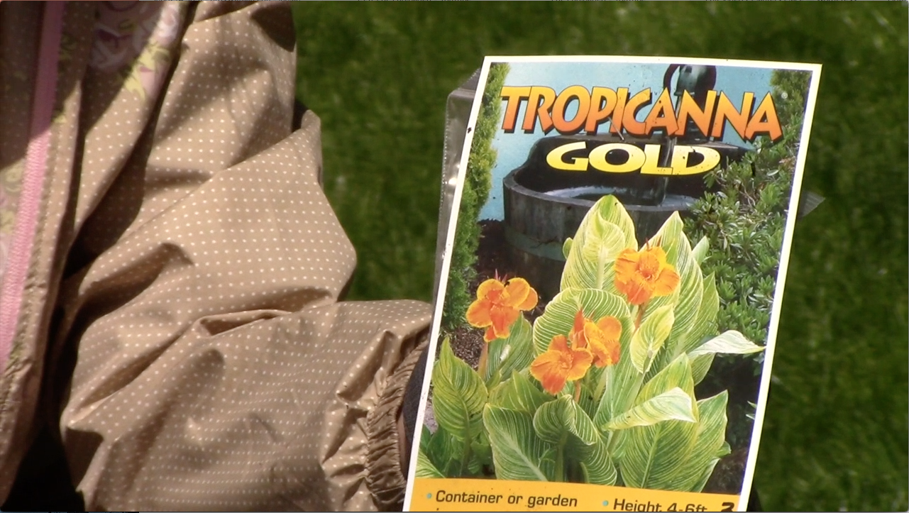 Canna Plants: Helpful Potting Techniques and Tricks