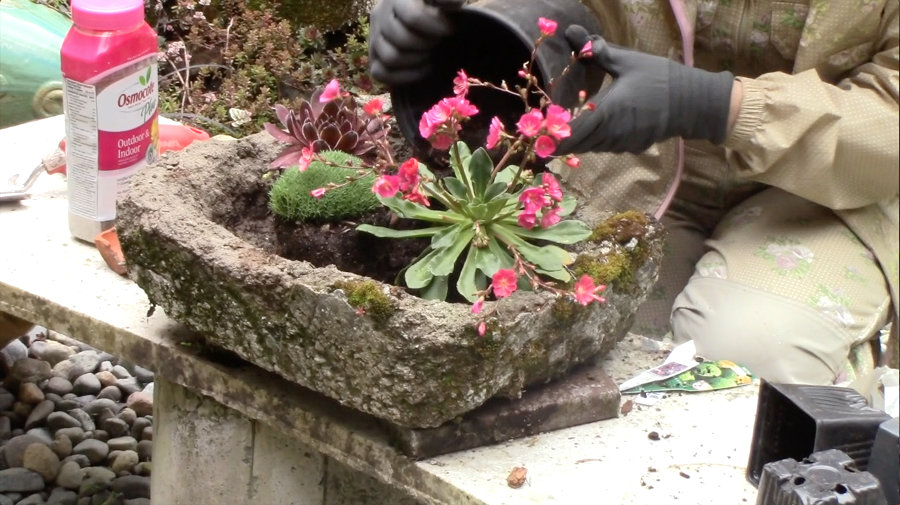 Alpine Plants: Planting and Drainage Tips