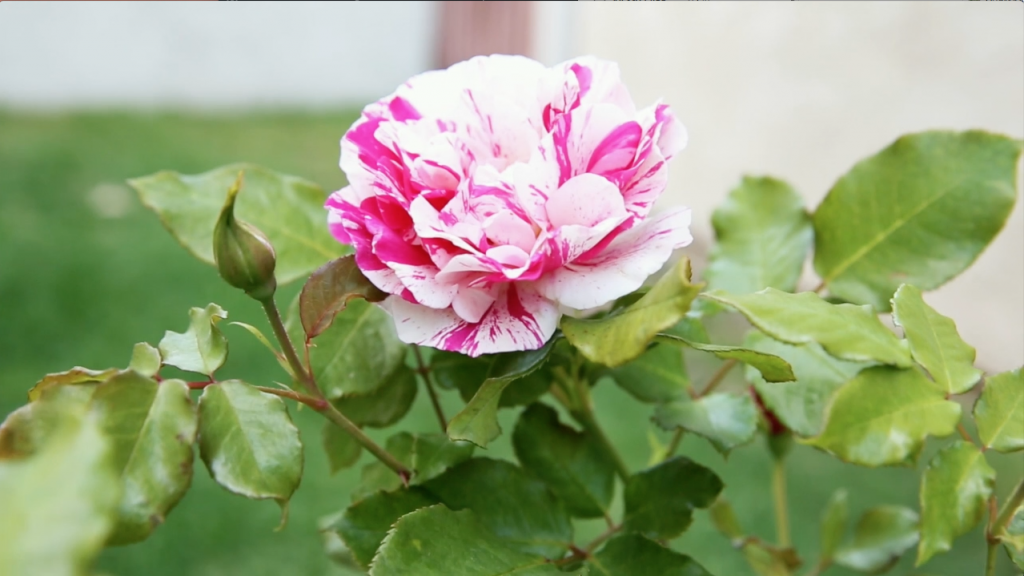 Bare Root Roses: Cost-Effective Garden Variety